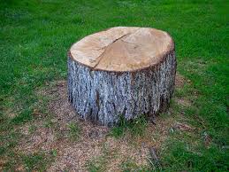 Best Fruit Tree Pruning  in Albion, IL