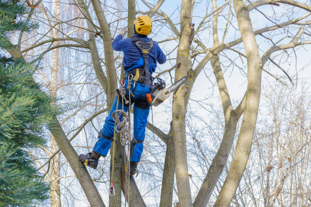 Mulching Services in Albion, IL