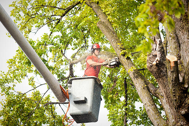 How Our Tree Care Process Works  in  Albion, IL
